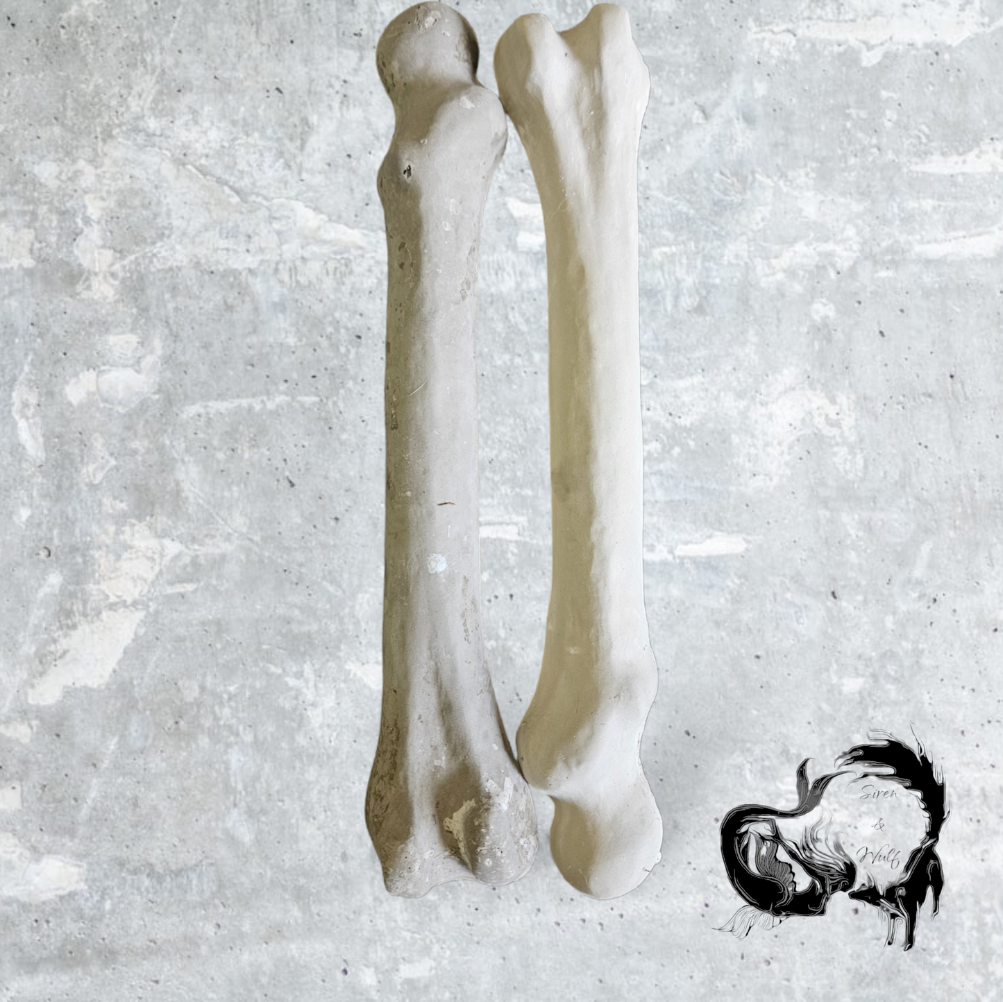 Femur Bones